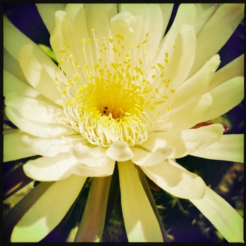 Peniocereus-2_el-ciervoqro_abr