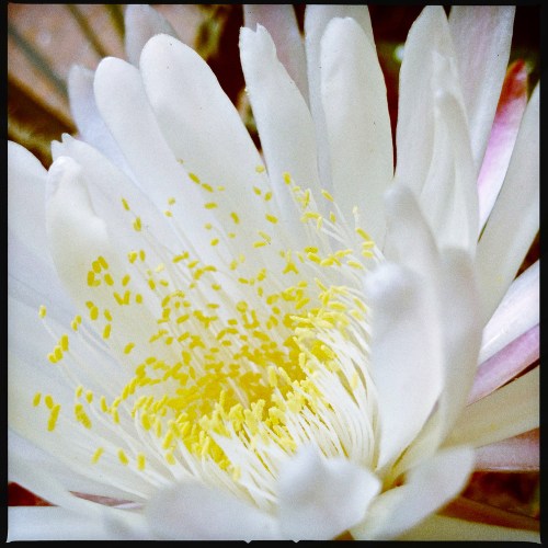 Peniocereus-4_el-ciervoqro_abr