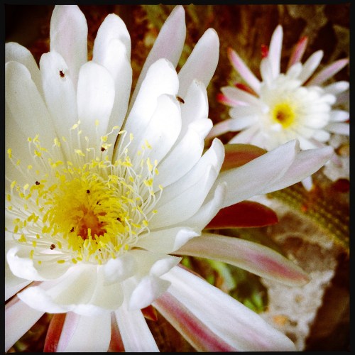 Peniocereus-5_el-ciervoqro_abr